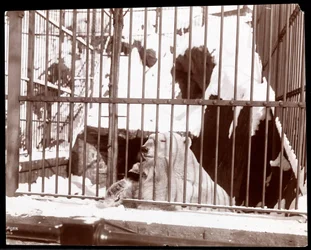 Zicht op een ijsbeer in een kooi in de Central Park Zoo, New York, 1898